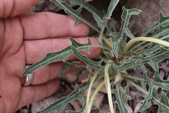 Oenothera brachycarpa