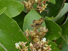 Polites vibex catilina