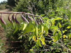 Crotalaria agatiflora