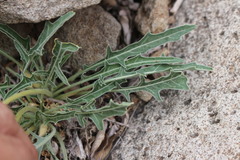 Oenothera brachycarpa