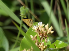 Polites vibex catilina