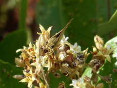 Polites vibex catilina