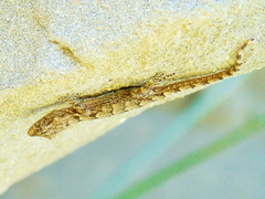 Mediodactylus heterocercus