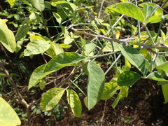 Crotalaria agatiflora