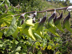 Crotalaria agatiflora