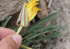 Oenothera brachycarpa