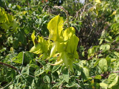 Crotalaria agatiflora