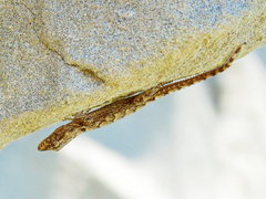 Mediodactylus heterocercus