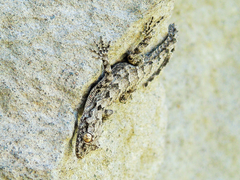 Mediodactylus heterocercus