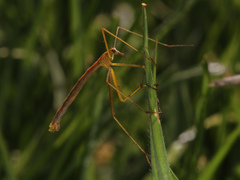 Apterobittacus apterus