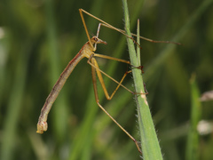 Apterobittacus apterus