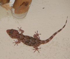 Chondrodactylus bibronii
