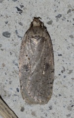 Agonopterix argillacea