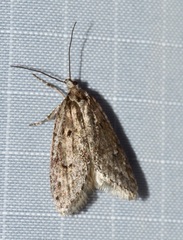Semioscopis megamicrella