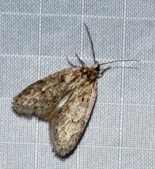 Semioscopis megamicrella
