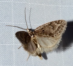 Semioscopis megamicrella