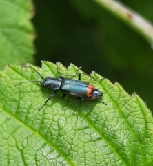 Anthomalachius spinosus