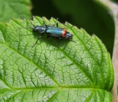 Anthomalachius spinosus