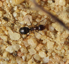 Anoplolepis steingroeveri