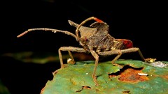 Menenotus lunatus