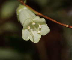 Fieldia australis