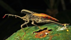 Menenotus lunatus