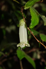 Fieldia australis