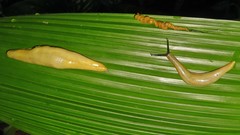 Vaginulus taunaisii