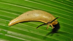 Vaginulus taunaisii