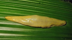 Vaginulus taunaisii