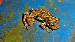 Scinax perpusillus