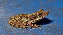 Scinax perpusillus
