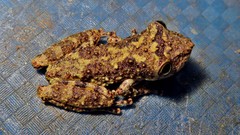 Scinax perpusillus