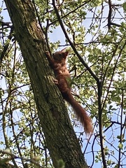 Sciurus vulgaris