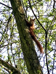 Sciurus vulgaris