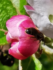 Halictus