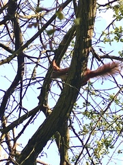Sciurus vulgaris