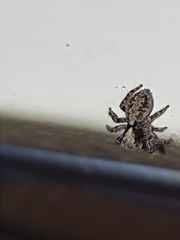 Pseudeuophrys lanigera