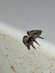 Pseudeuophrys lanigera