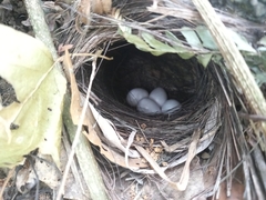 Pomatorhinus musicus