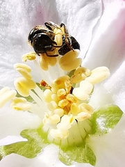 Halictus