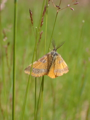 Lythria cruentaria