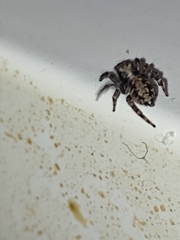 Pseudeuophrys lanigera