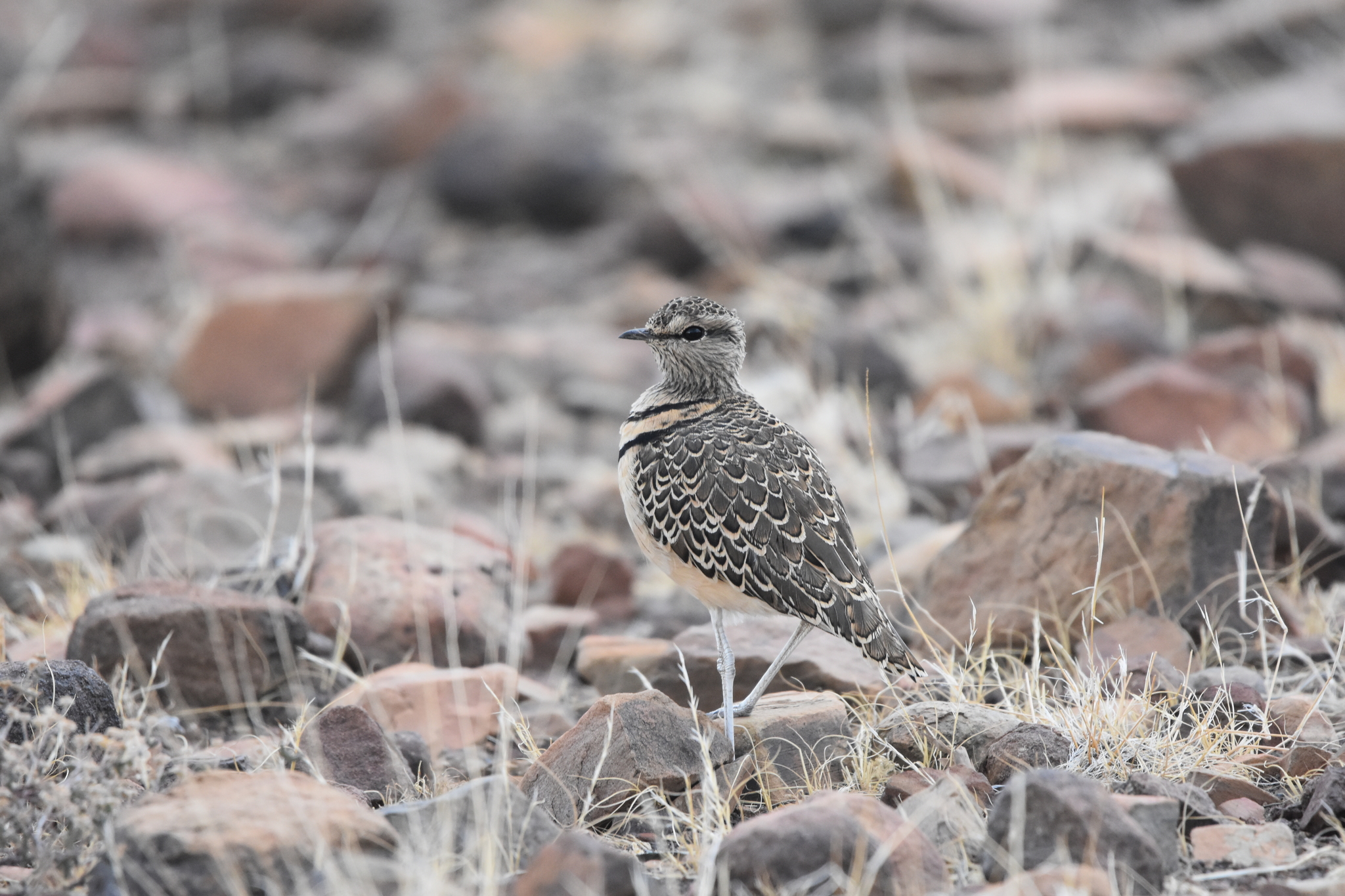Double-banded Courser (Smutsornis africanus)