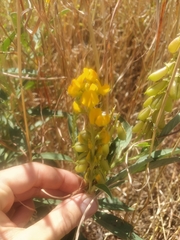 Crotalaria novae-hollandiae