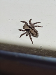 Pseudeuophrys lanigera