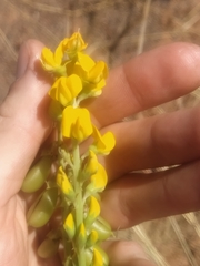 Crotalaria novae-hollandiae