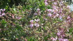 Pelargonium peltatum