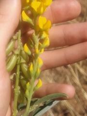 Crotalaria novae-hollandiae