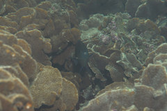 Plectroglyphidodon obreptus